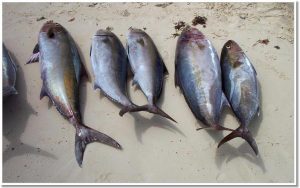 Tuna from Caye Caulker Island in Belize